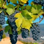 Khám phá giống nho Merlot