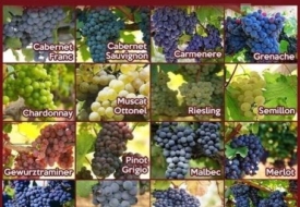 Giống Nho nào cũng phù hợp để ủ trong thùng Gỗ Sồi?