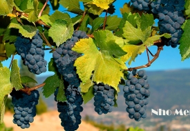 Khám phá giống nho Merlot